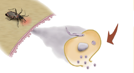 Antiparasitario