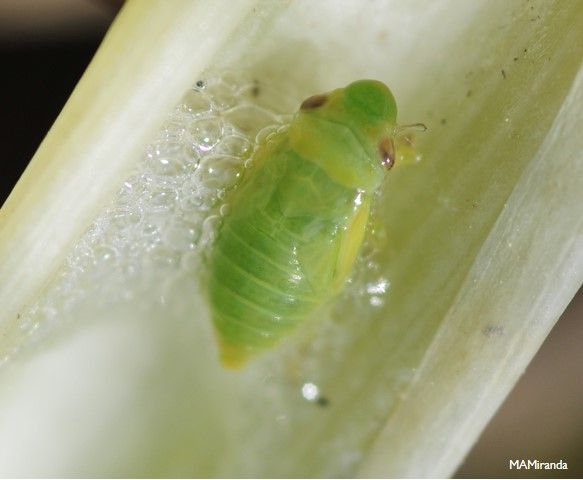 Xylella fastidiosa