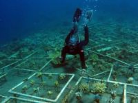 Estudi i Conservació del Medi Marí