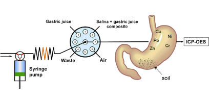 estomago in vitro